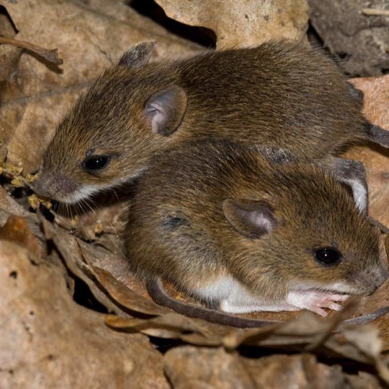 Уничтожения мышей в частном доме в Сызрани?