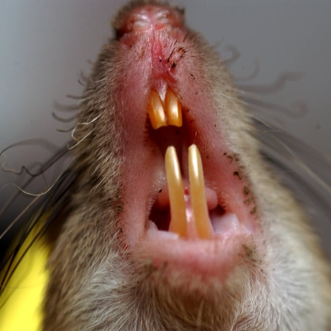 Дератизация крыс в Сызрани?